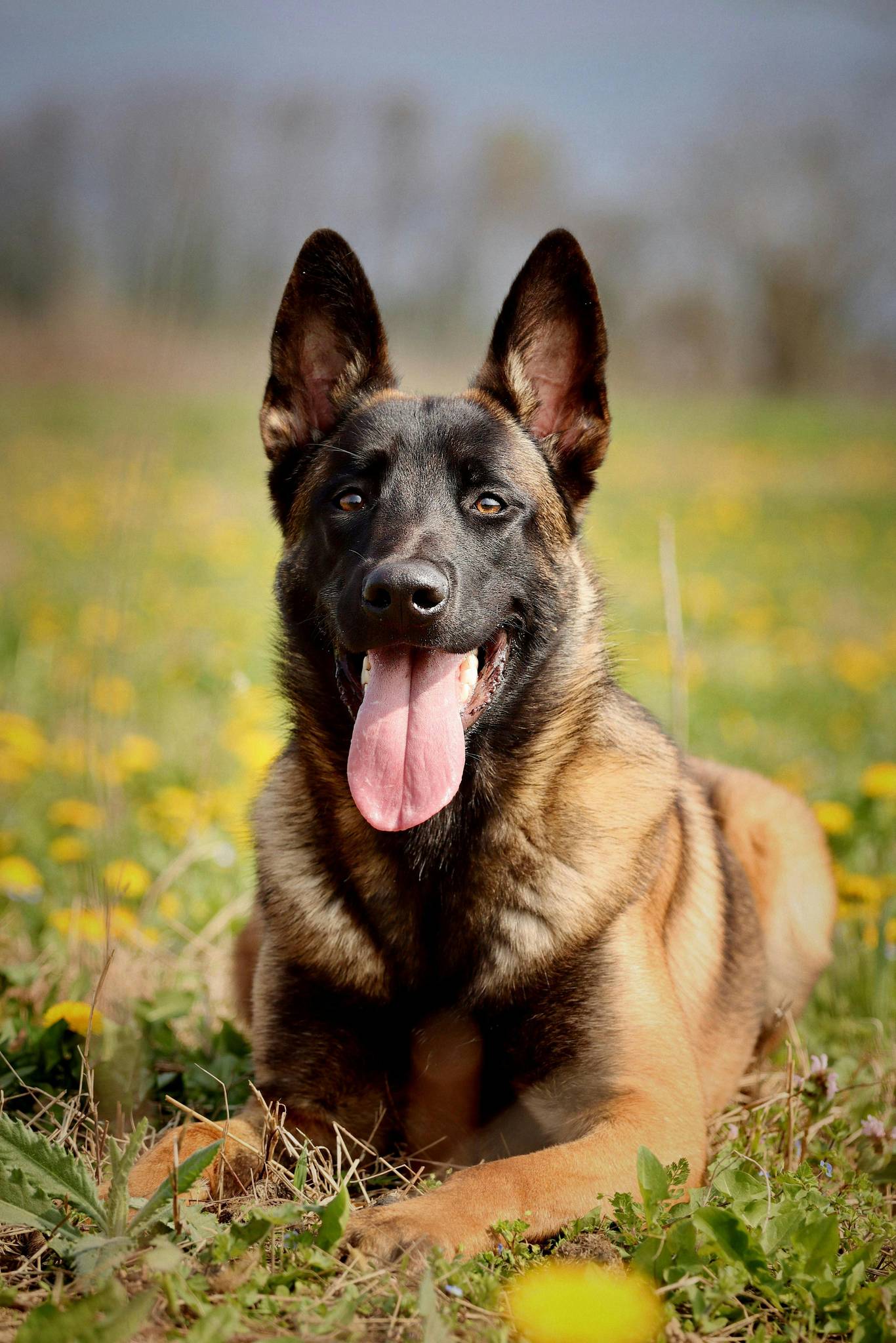 Belgian Malinois Temperament and Lifestyle Fit