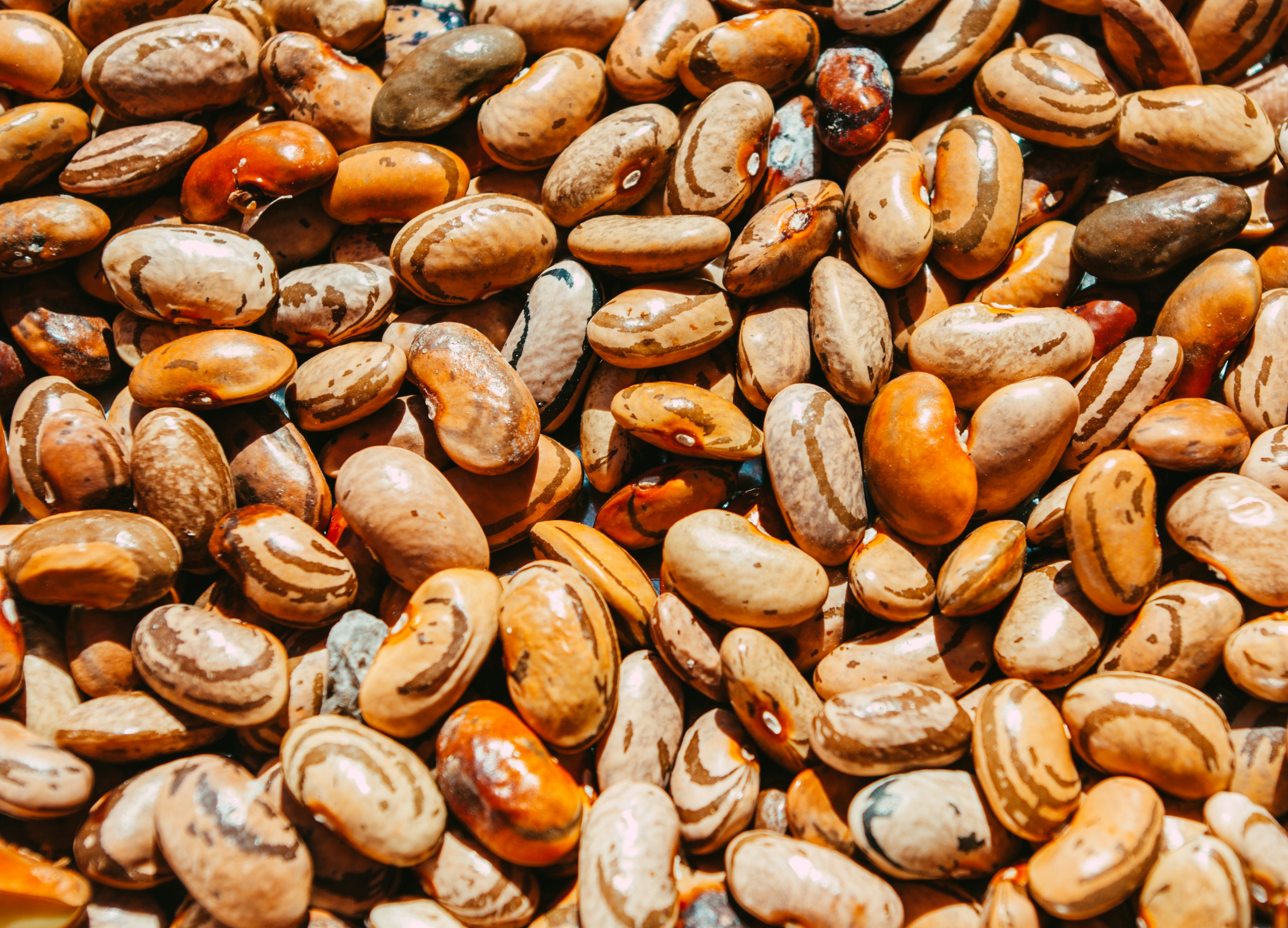 Kidney beans as a protein source