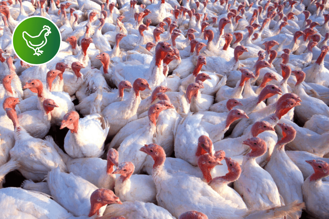 A large flock of turkeys in close quarters