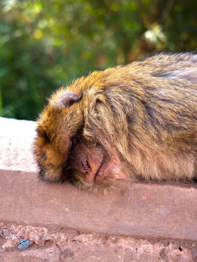 sleeping monkey, ouzoud waterfall