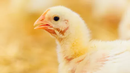 Chick
