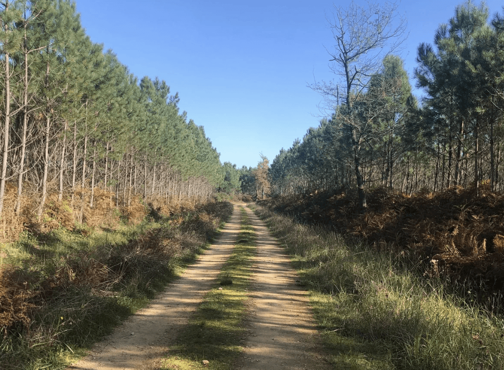 photo de la forêt de pins à Mont-de-Marsan