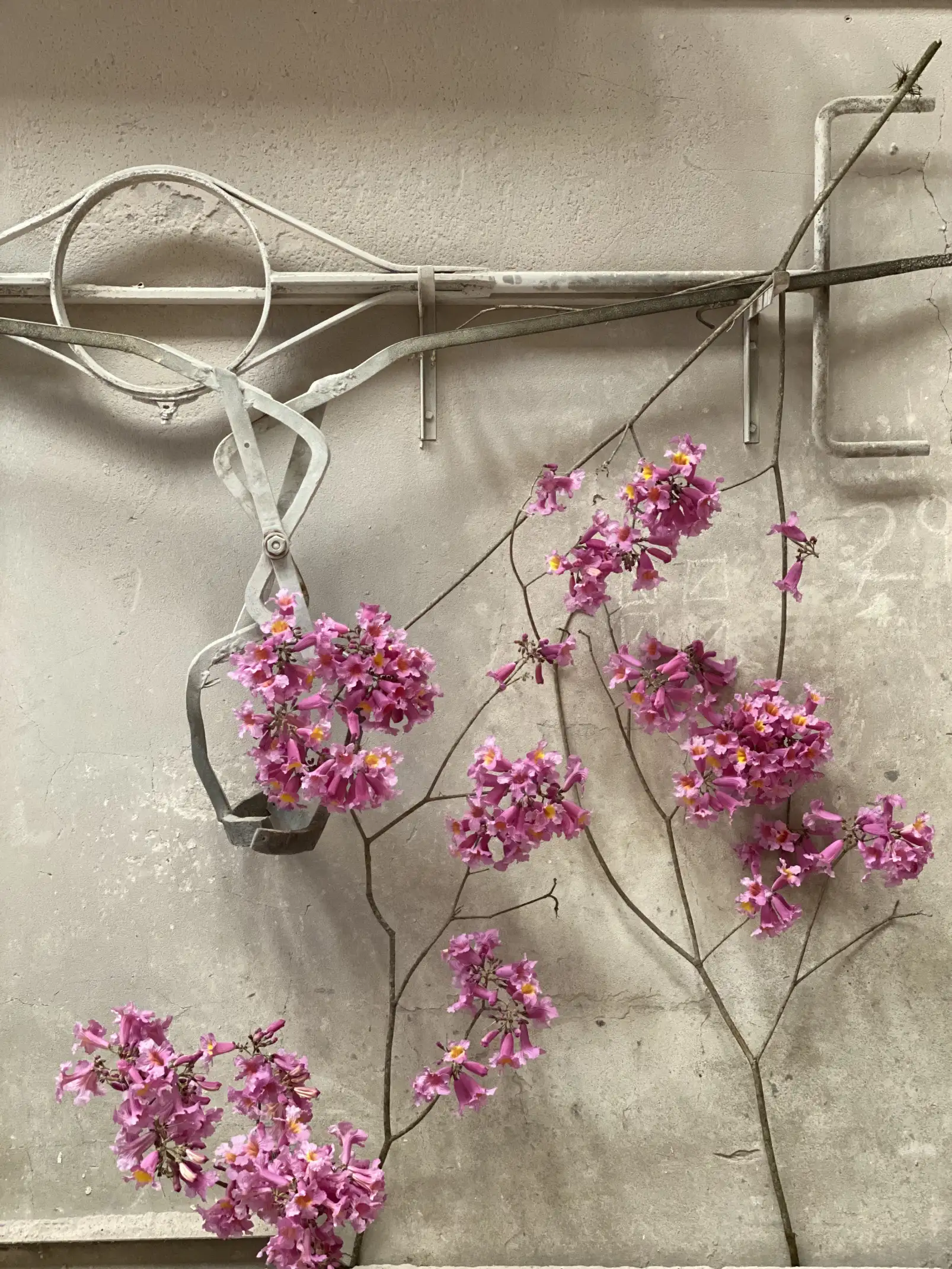 Fotografía de ramas floridas colgando en estructura metálica para proyectos artísticos que integran botánica y escultura.