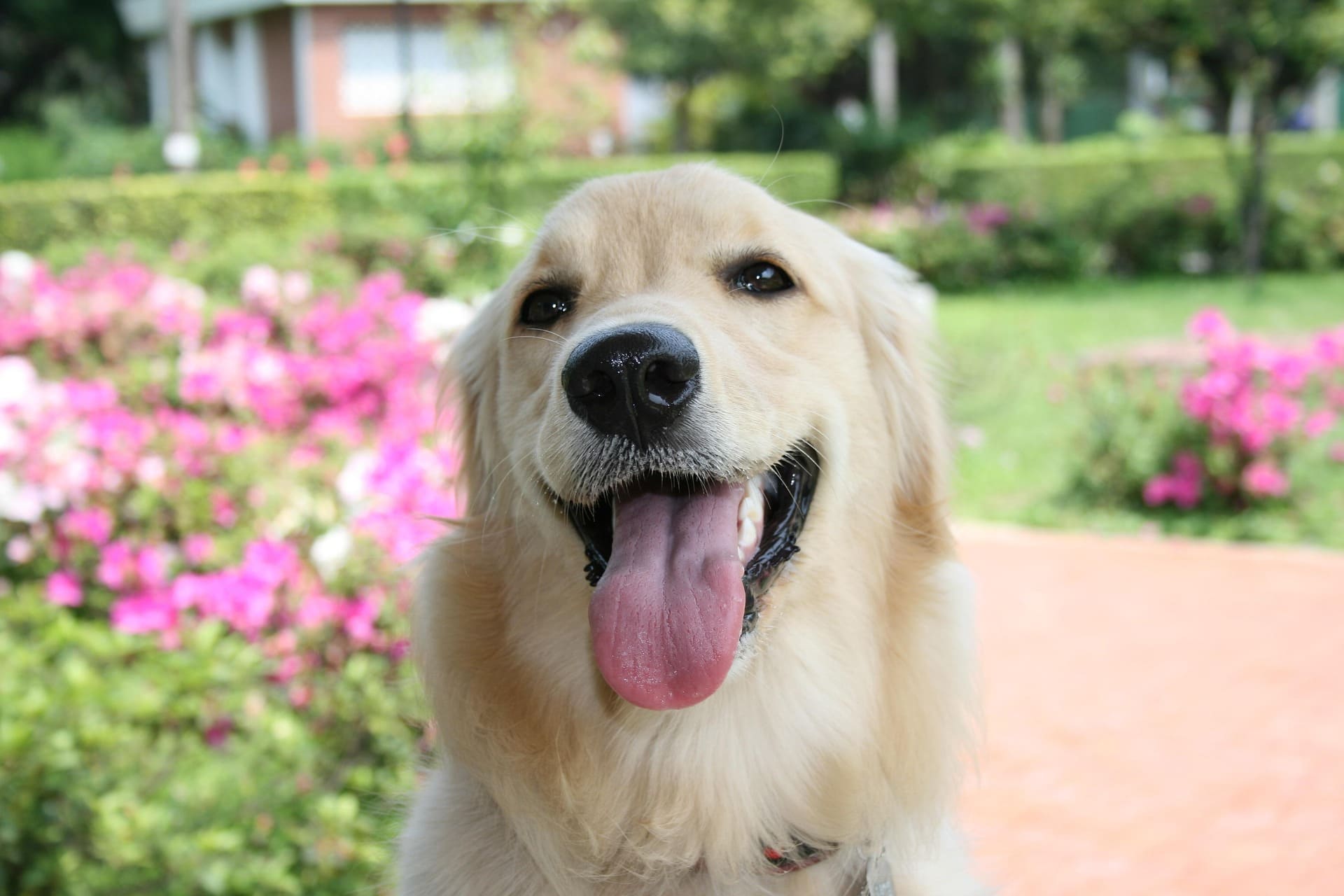 A Golden Retriever is standing in the middle of a garden while smiling.