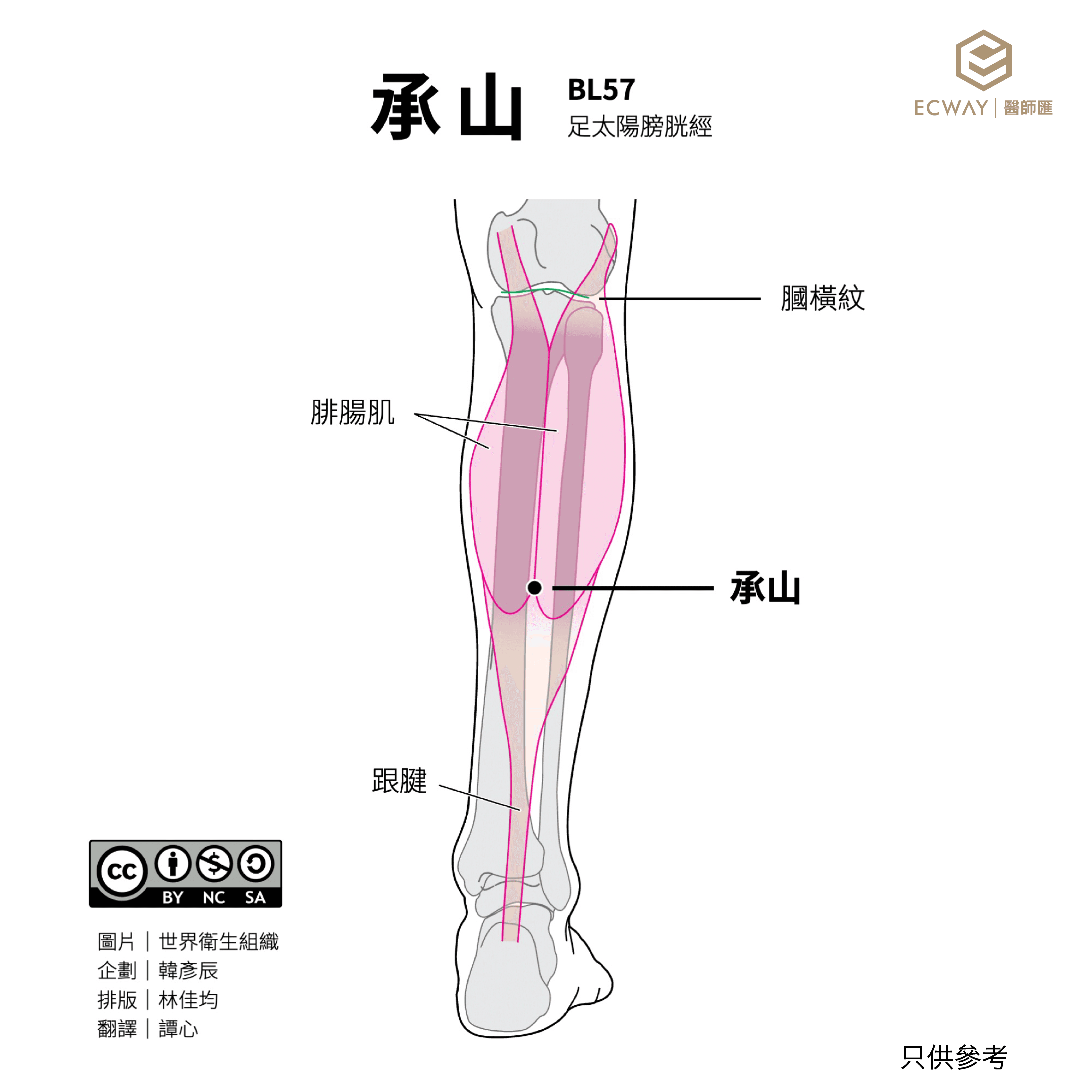 承山穴