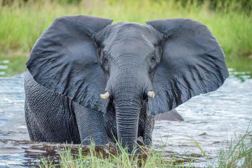 Elephant in water in Bwabwata National Park, Namibia