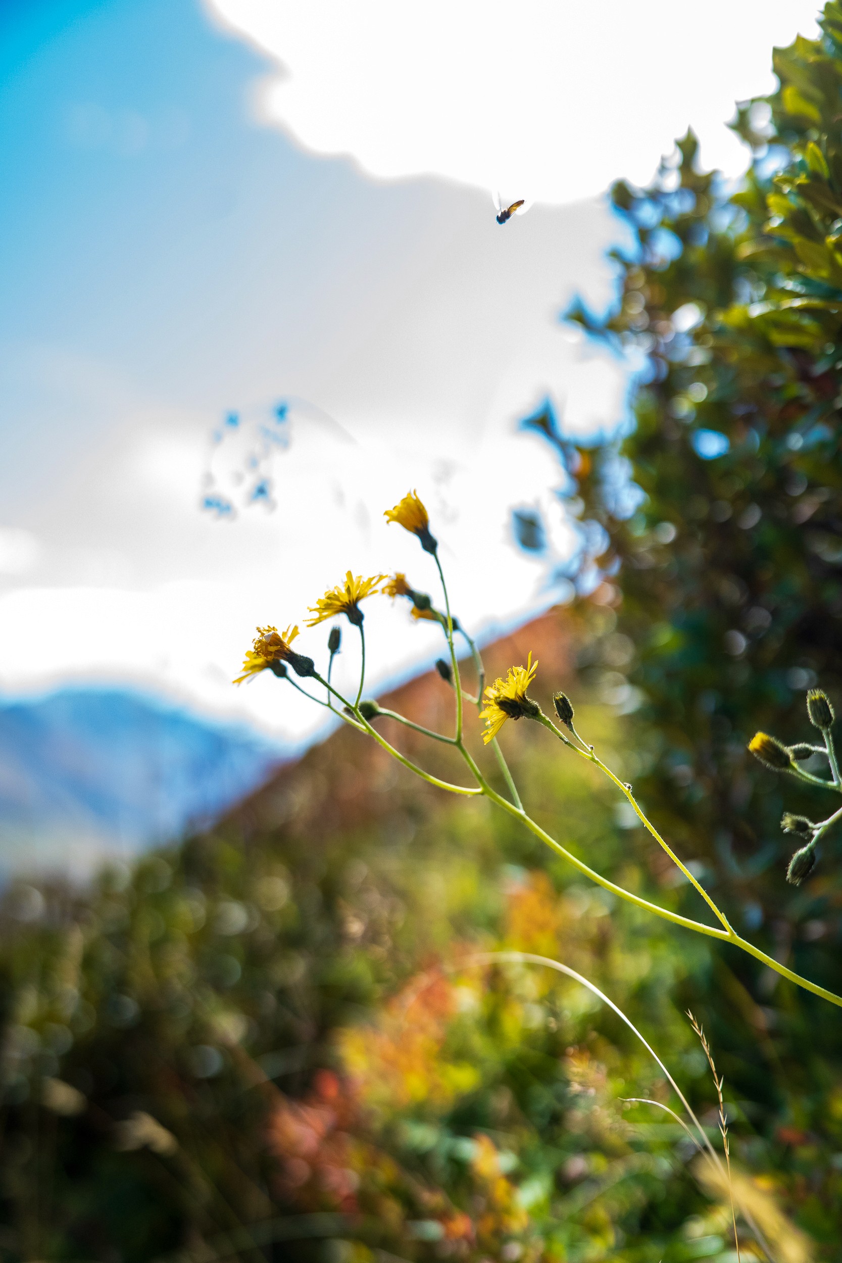 Klimmen tegen Kanker