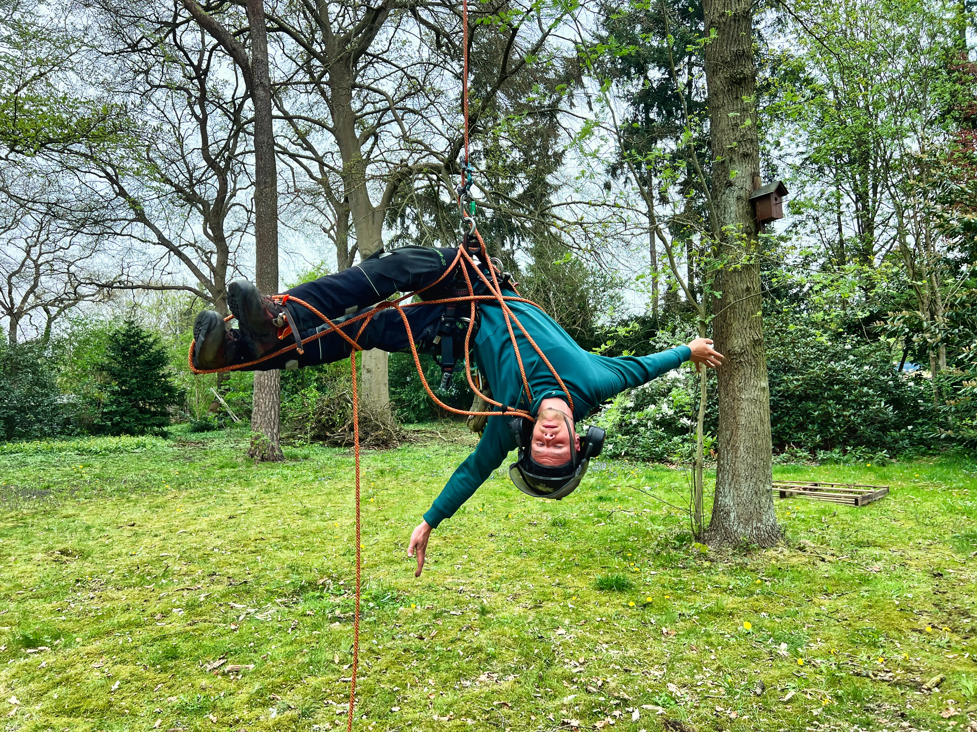 Baumpfleger hängt in den Seilen