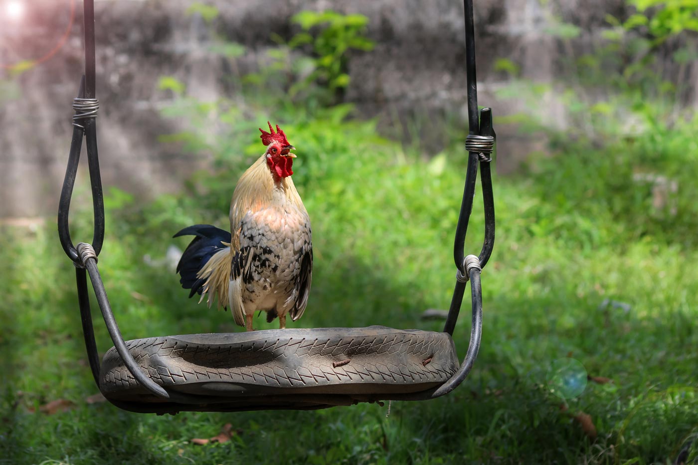 Improve Your Chicken Coop