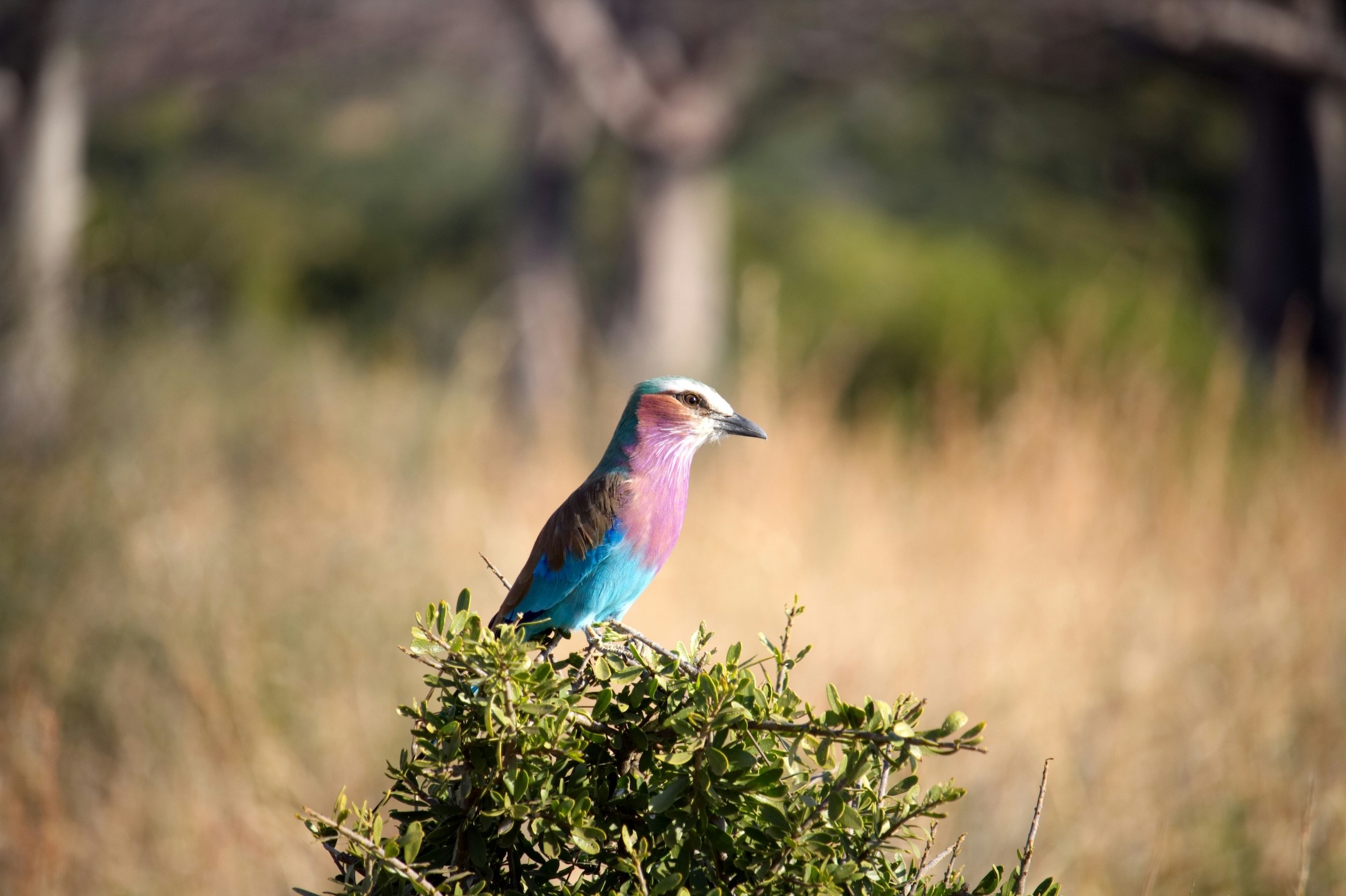 Colorful bird in Ruaha National Park of Tanzania