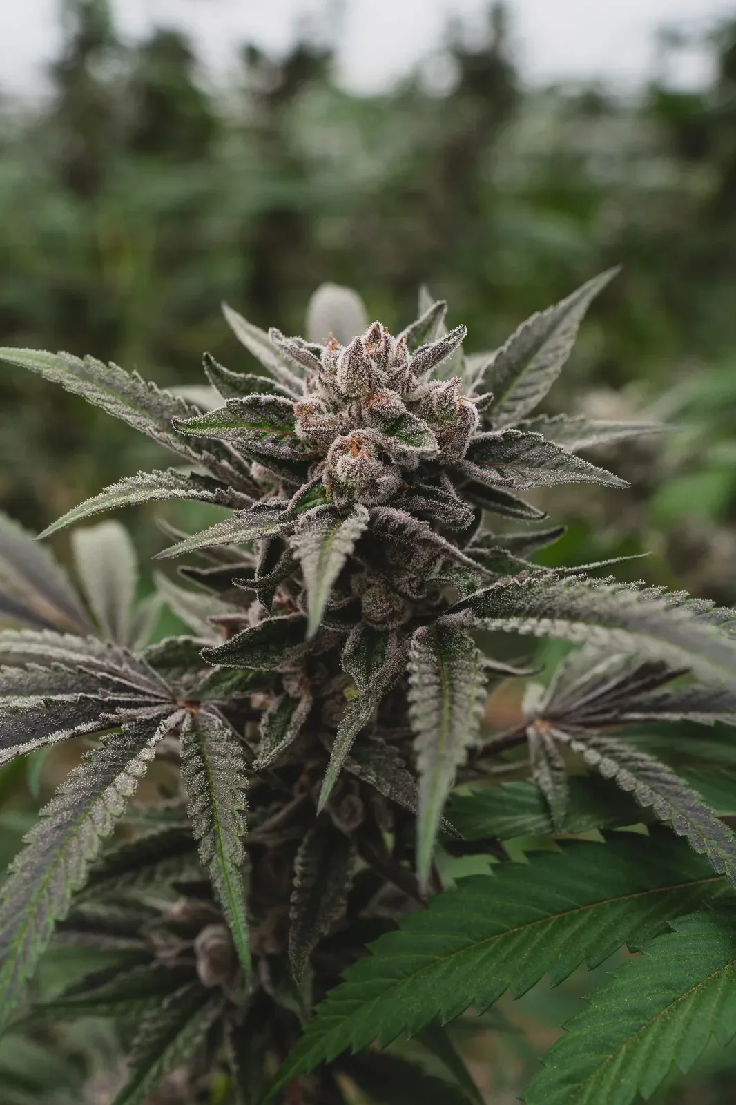 Sunkissed Farm Razzmic Rainbow cannabis varietal in full flower outdoors in Vermont, showcasing terpene-rich purple and frosted trichome development