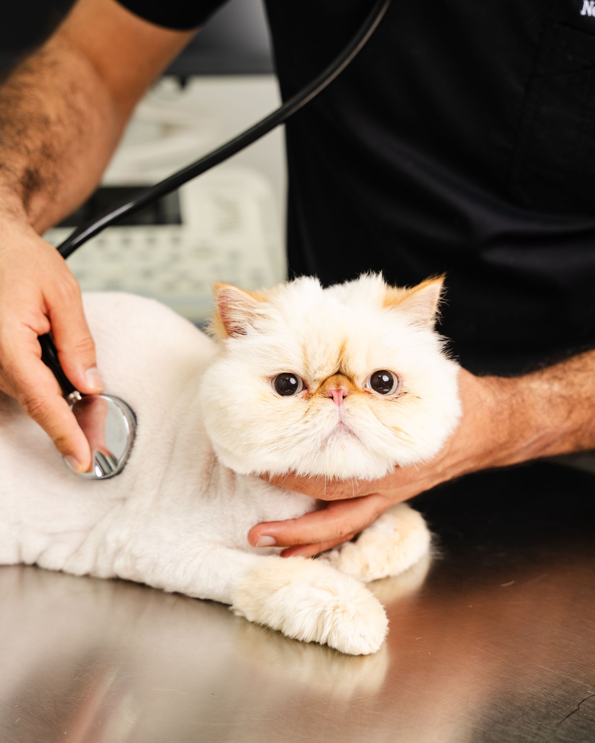 A veterinarian is checking cat's condition on a metal table.