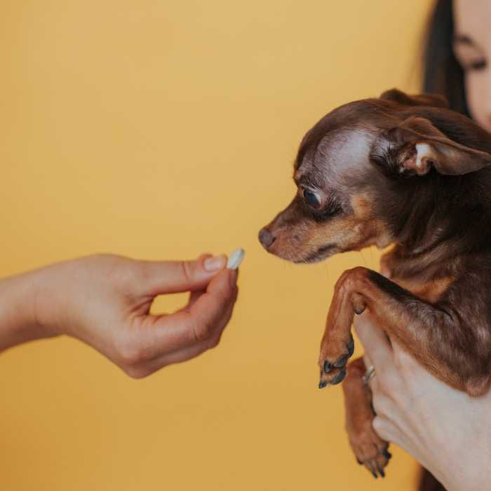 Mājas vizīte pie dzīvnieka