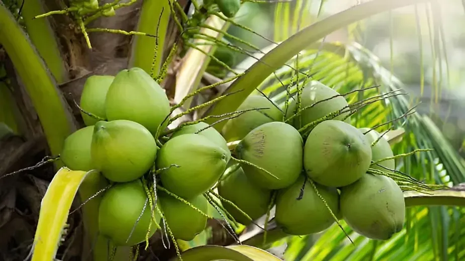 Coconut Trees (Cocos nucifera).webp