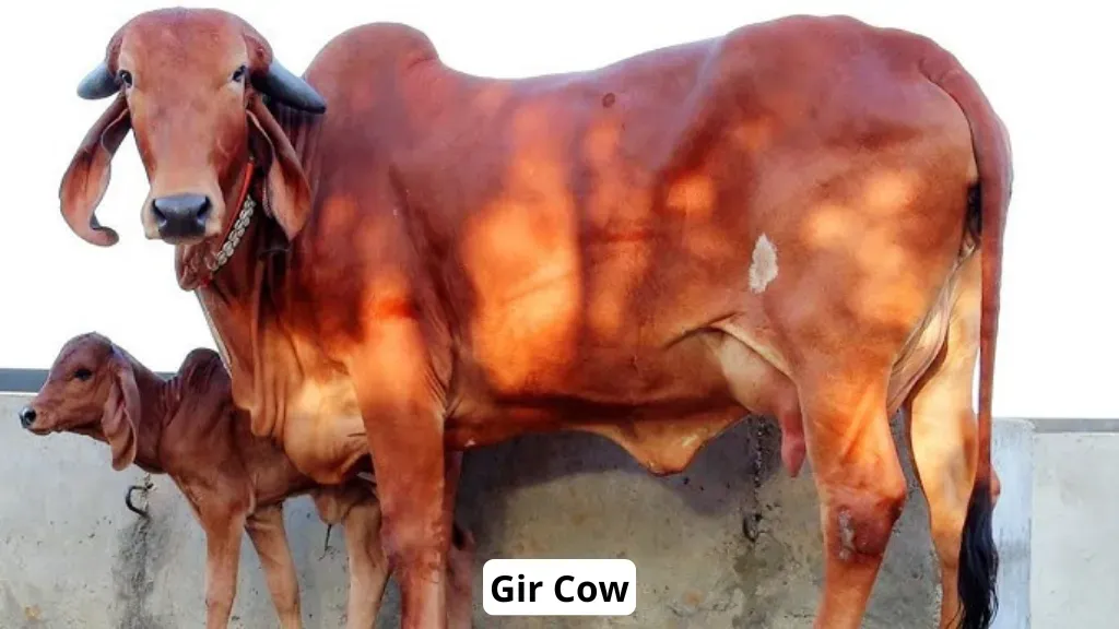 Gir Cow Breed in India.webp