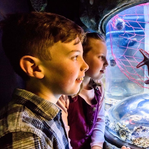 Two children eagerly observe marine life through an aquarium window, with a starfish and sea urchins visible inside.