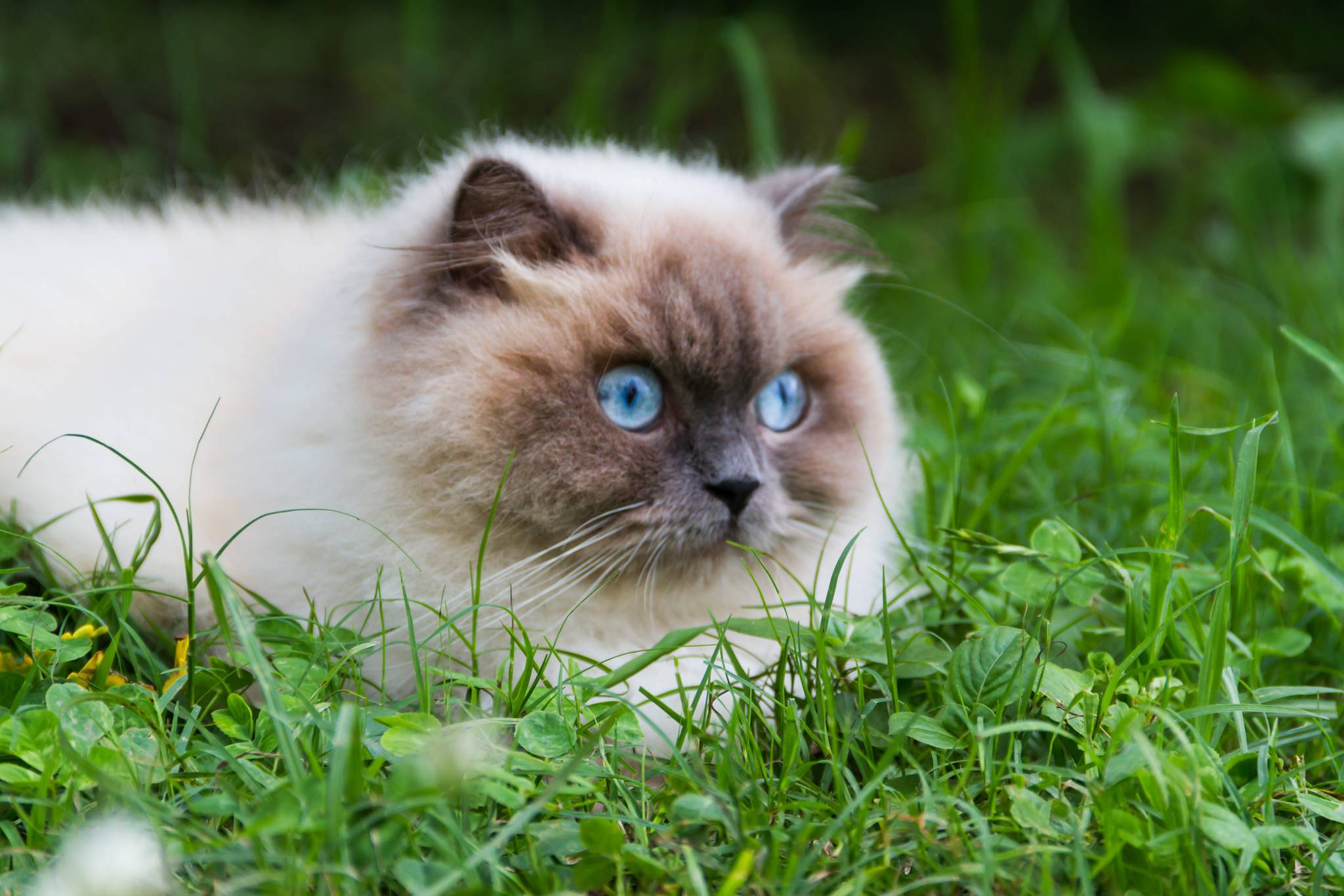гималайская кошка