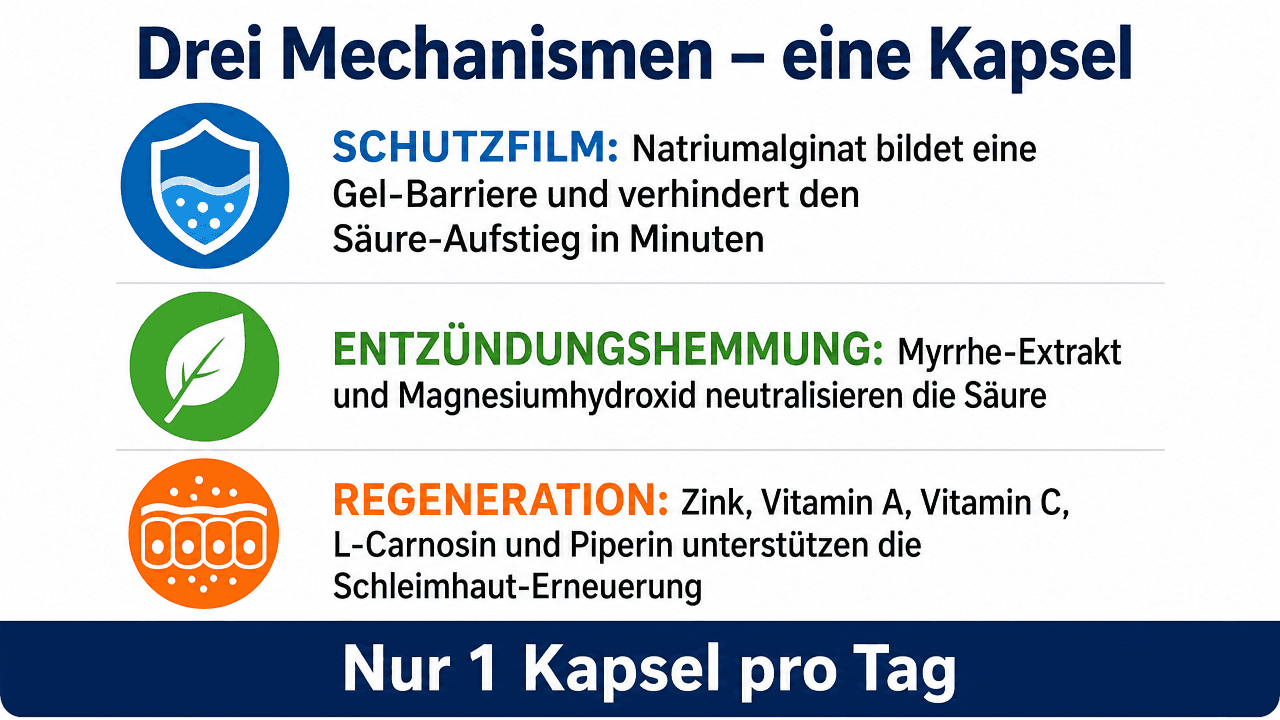 Drei Mechanismen in einer Kapsel: Schutzfilm, Entzündungshemmung, Regeneration.
