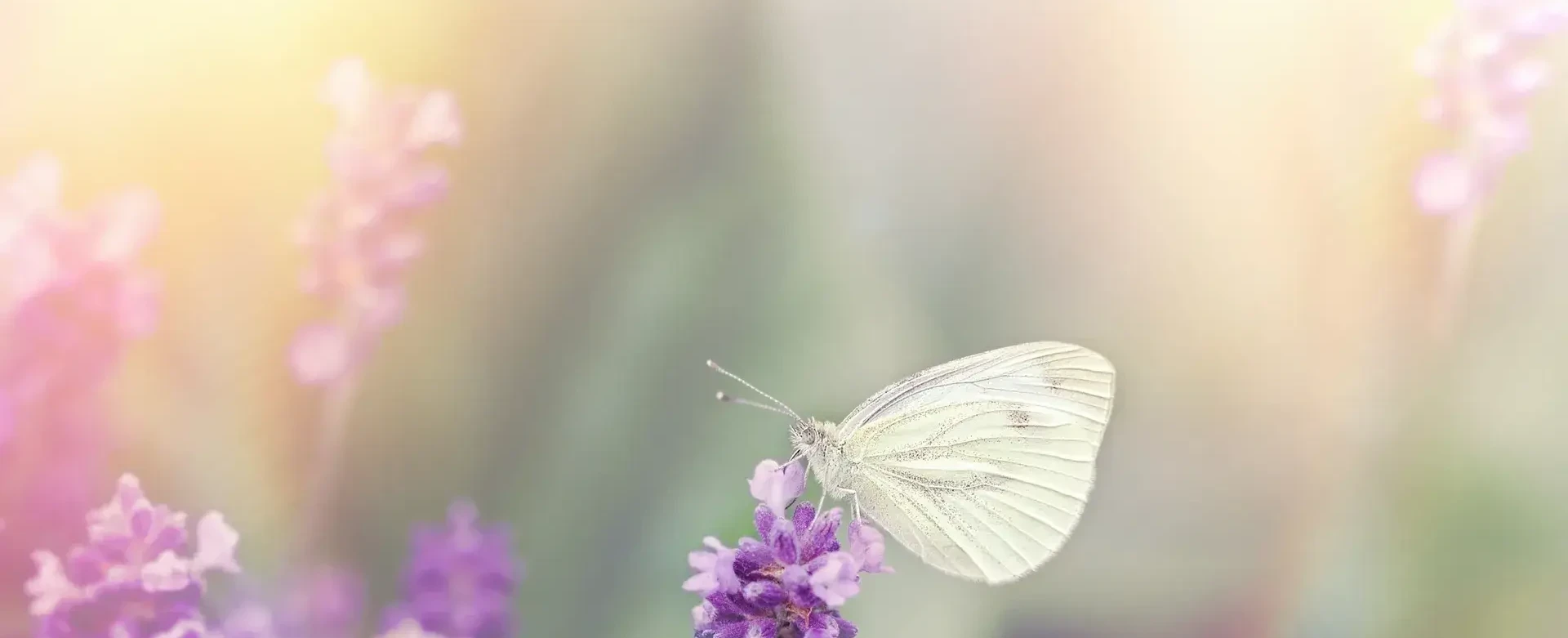 Bundles of fresh herbs, including basil, rosemary, and thyme, hanging upside down on strings against a white background, conveying a rustic, fragrant atmosphere.