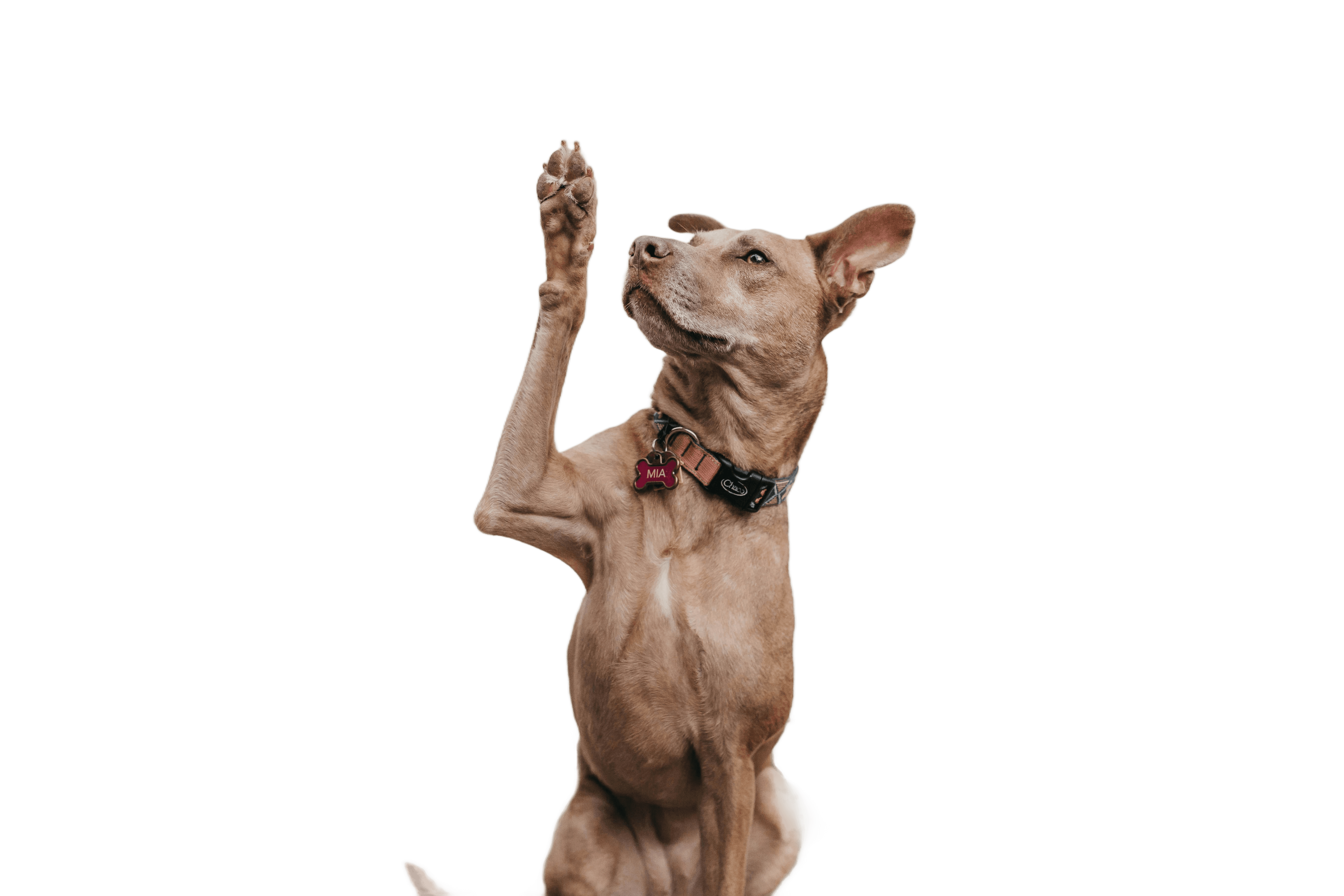 short-coated brown dog