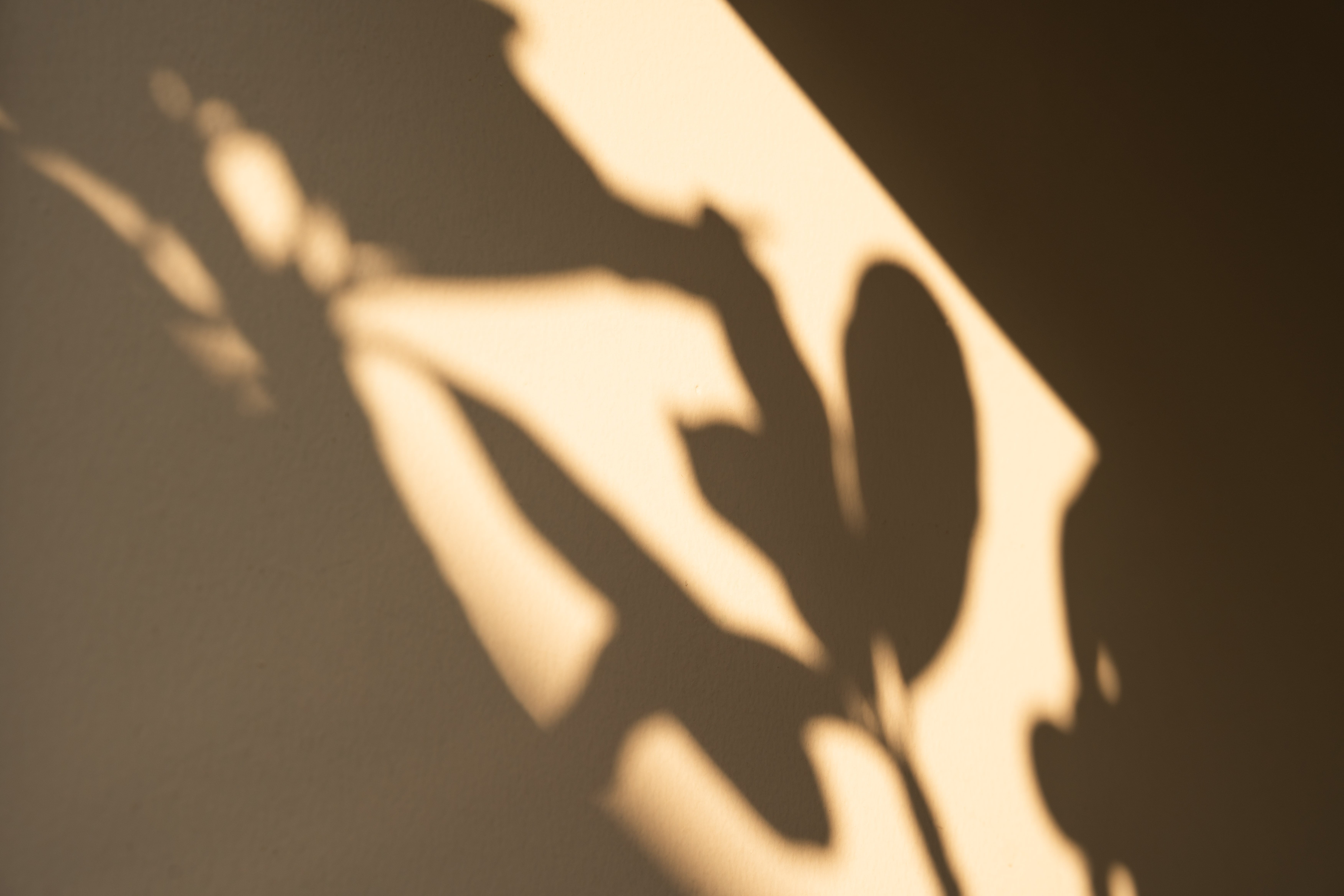 Shadows of palm trees on beige wall