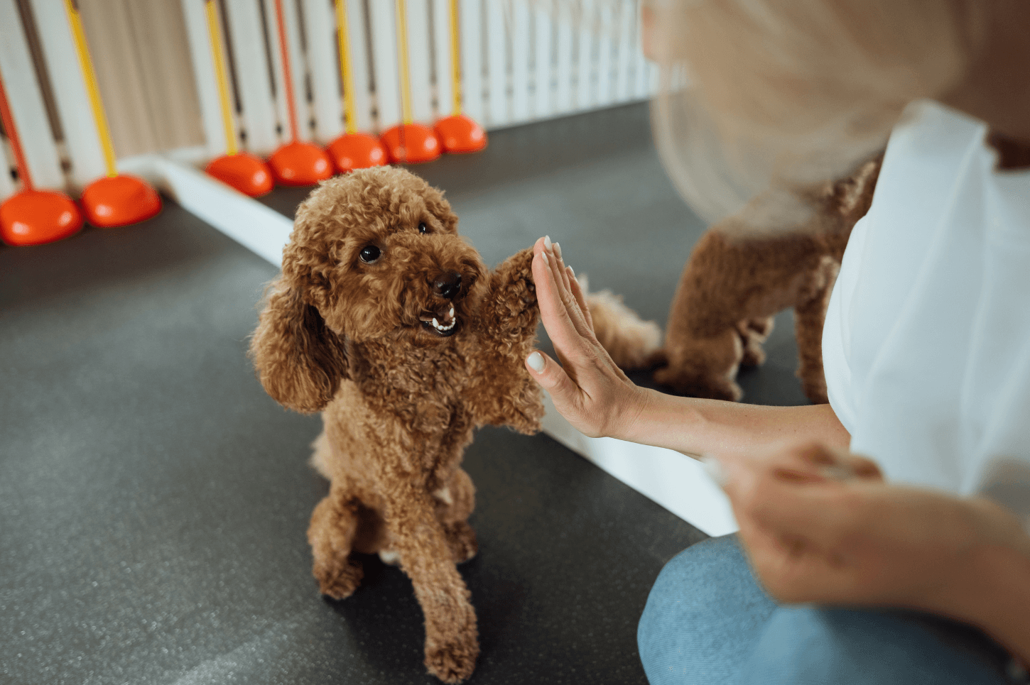 A Pup Scouts trainer teaching a brown poodle basic obedience during dog training in Lake Norman