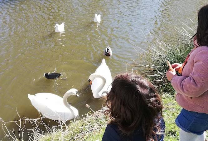 Feeding the ducks