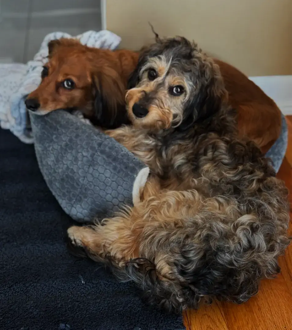 Brown Dachshund with curious eyes, looking directly into the camera