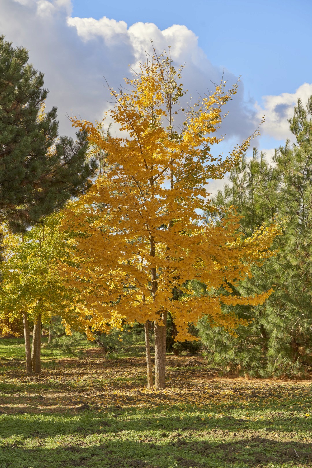 Dreistämmiger Ginkgo biloba mit aufrechter Krone und goldgelbem Laub aus fächerförmigen Blättern.