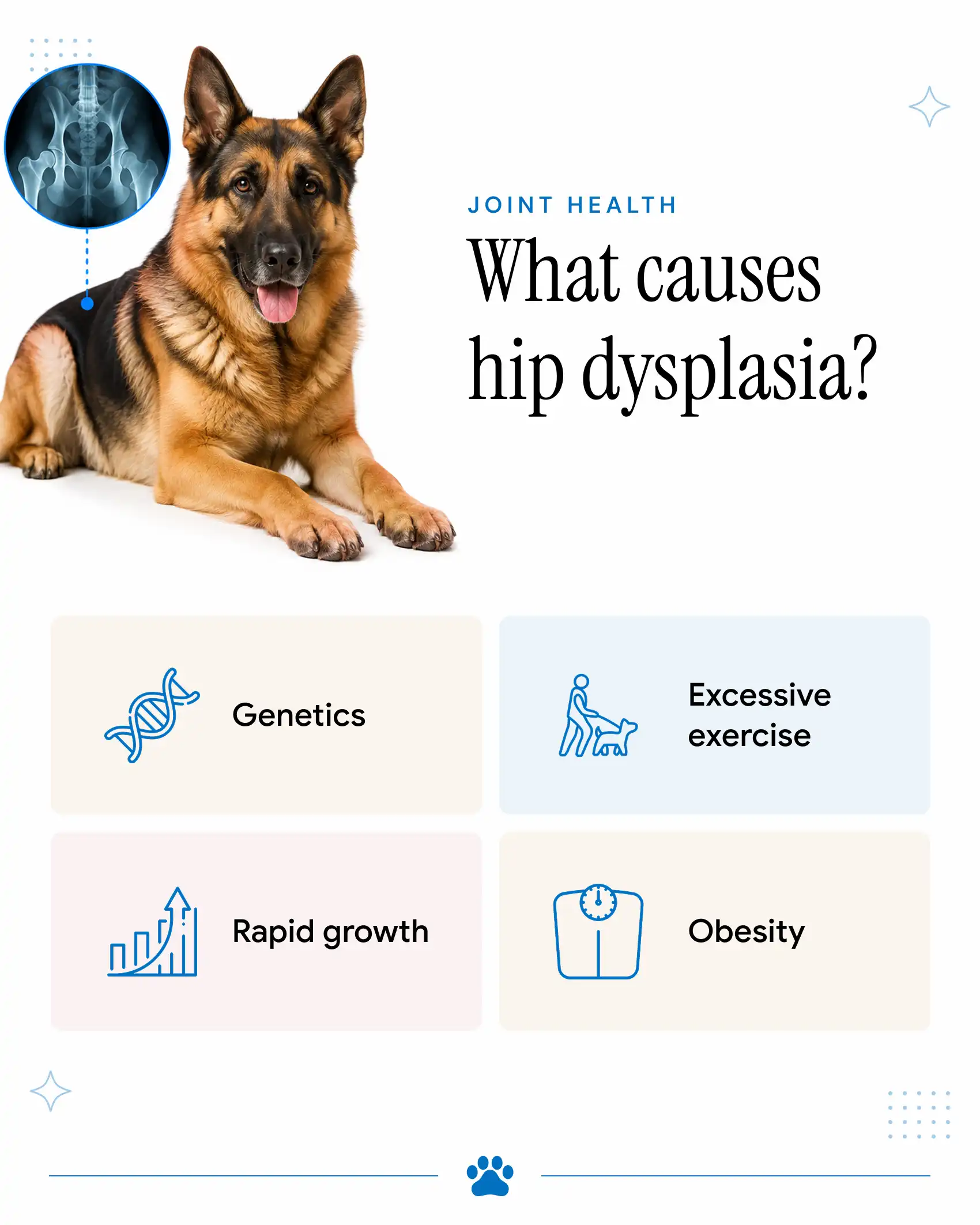 An infographic explaining the causes of hip dysplasia in dogs.