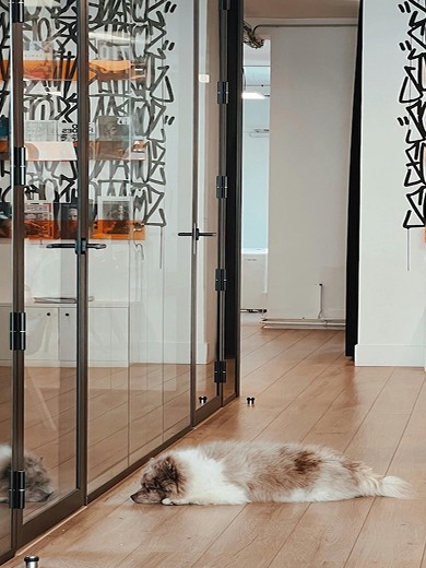 Milo the dog sitting on the floor