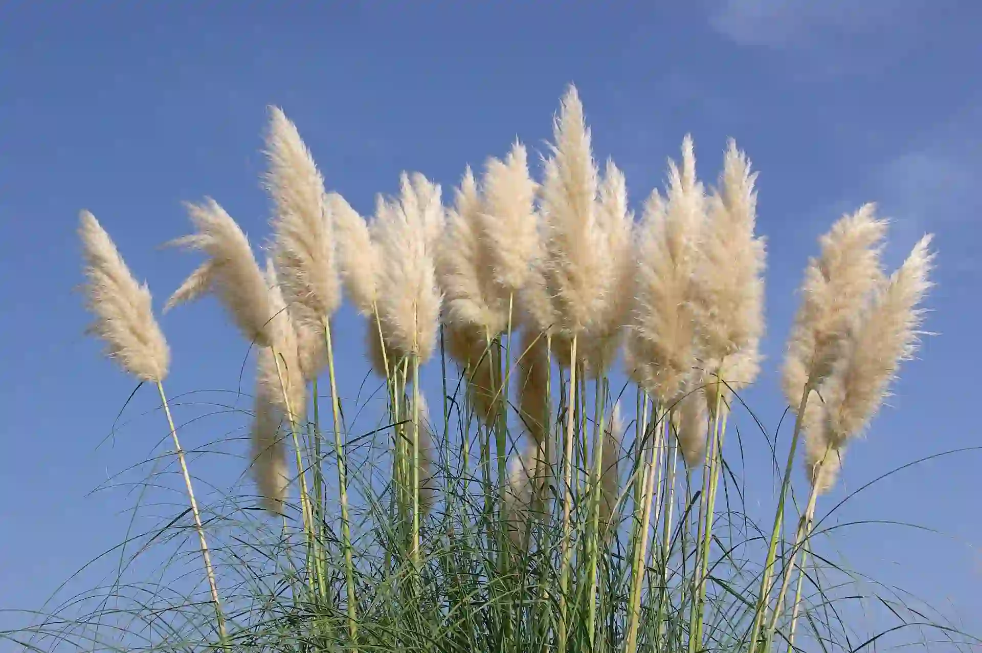 Pampasgrashalme
