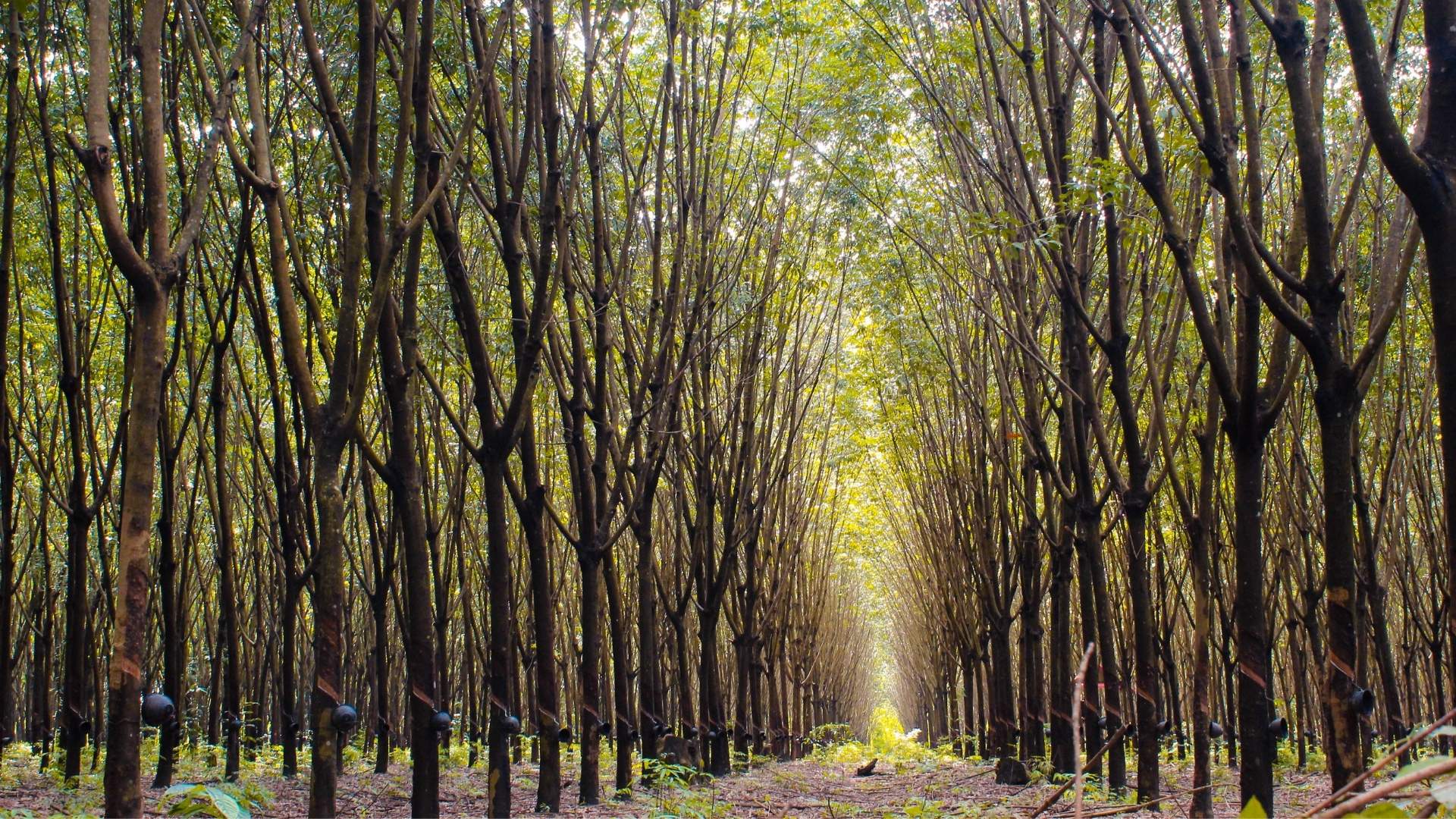 4 Key Challenges in Rubber Production