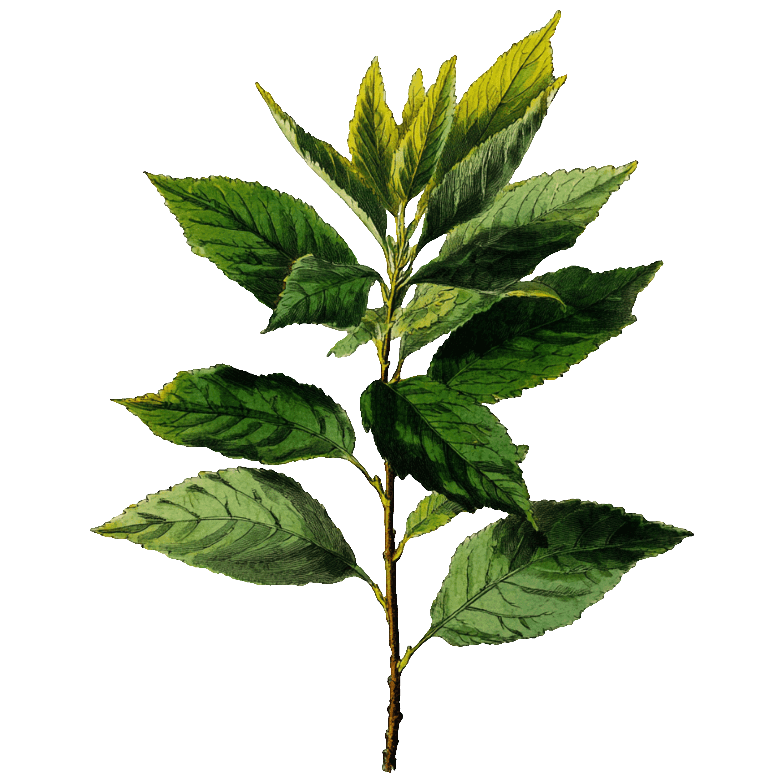 Botanical leaf illustration