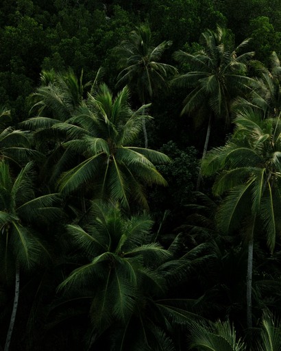 Dense tropical forest with lush palm trees.