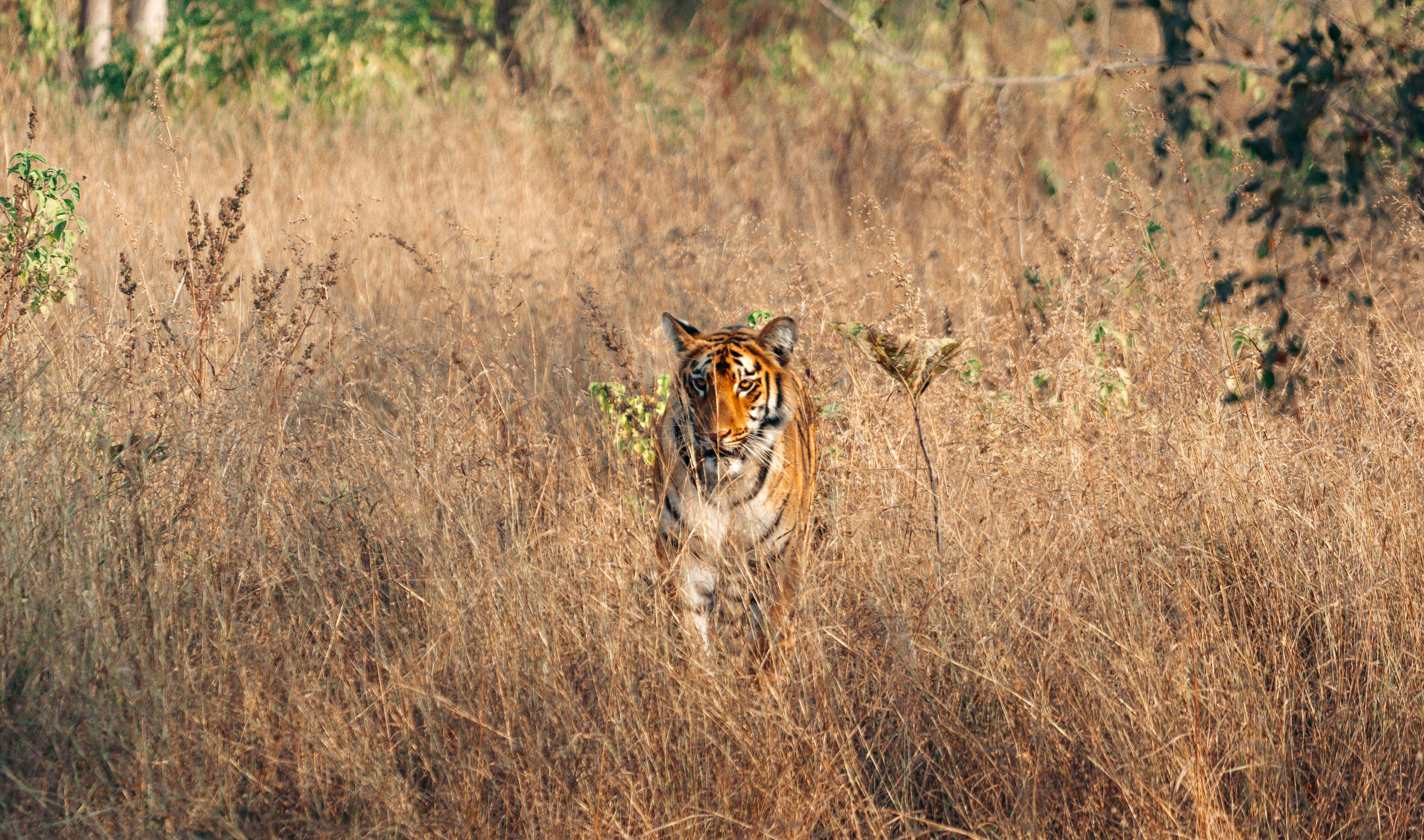 Ranthambore