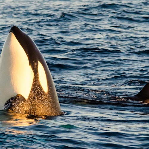 Long Beach Whale Watching & Dolphin