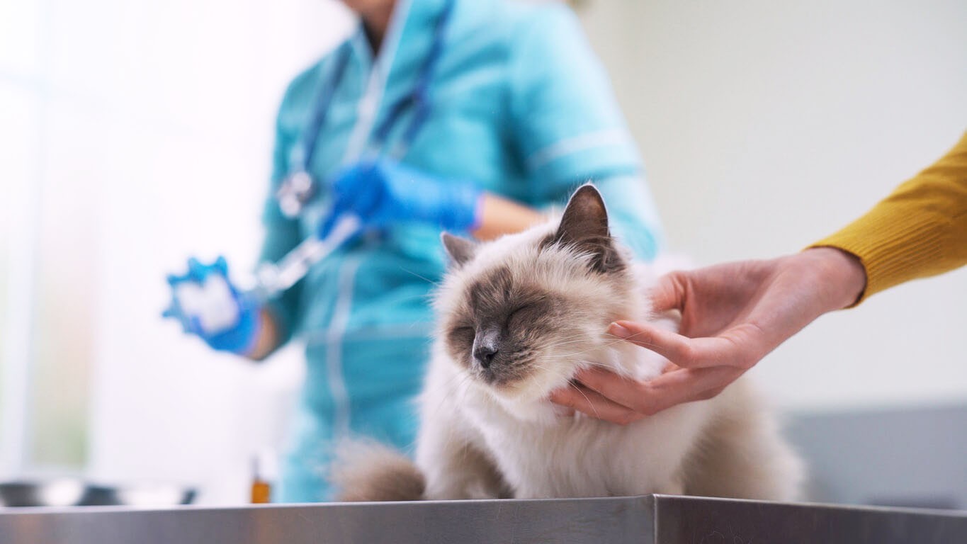 cat being examined at the vet's