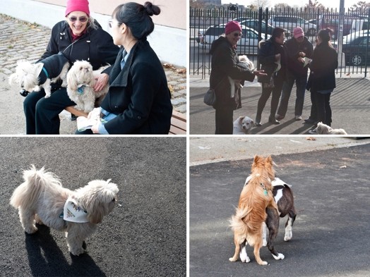 collage of four images, two with people with dogs in their arms, and the other two are each with dogs