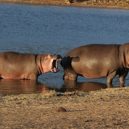 Hippos at Aquila Game Reserve