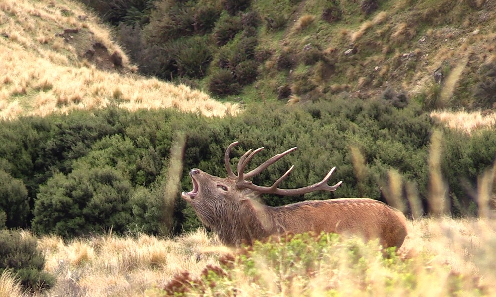 Bellevoire Montmartre