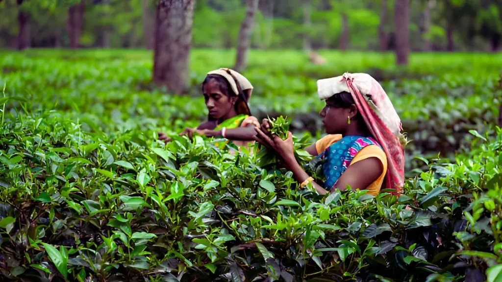 Assam Tea Plantation Workers.webp