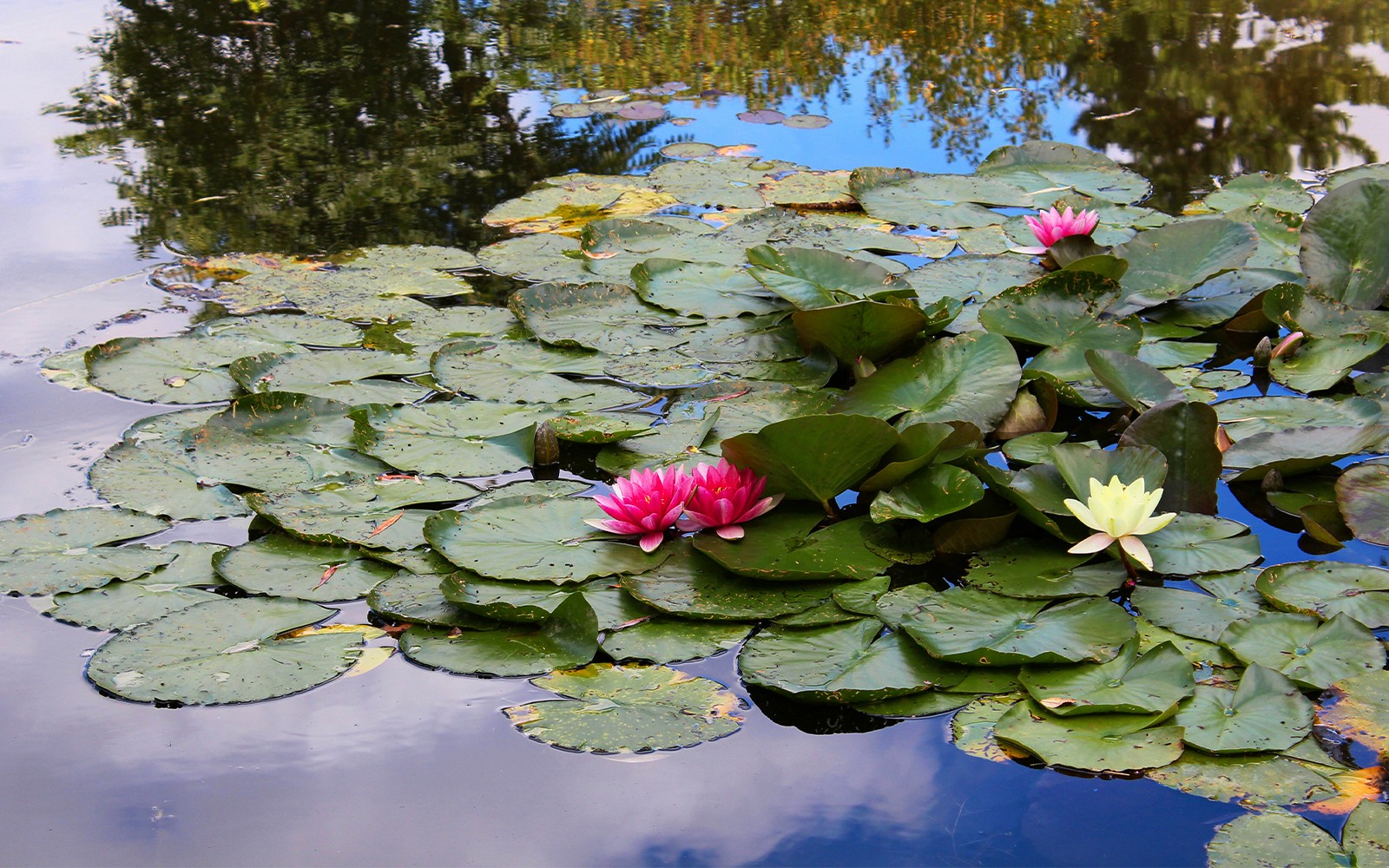 Nenúfares en un estanque en el Jardín de Monet, Giverny, Francia.