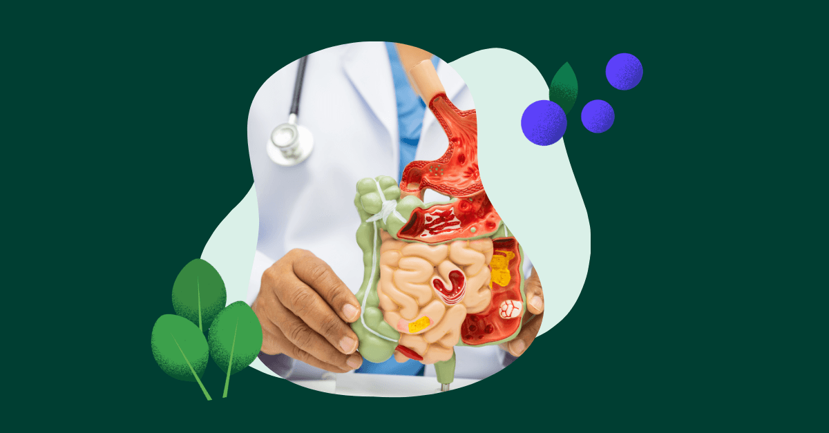 Digestive system example to understand food sensitivities