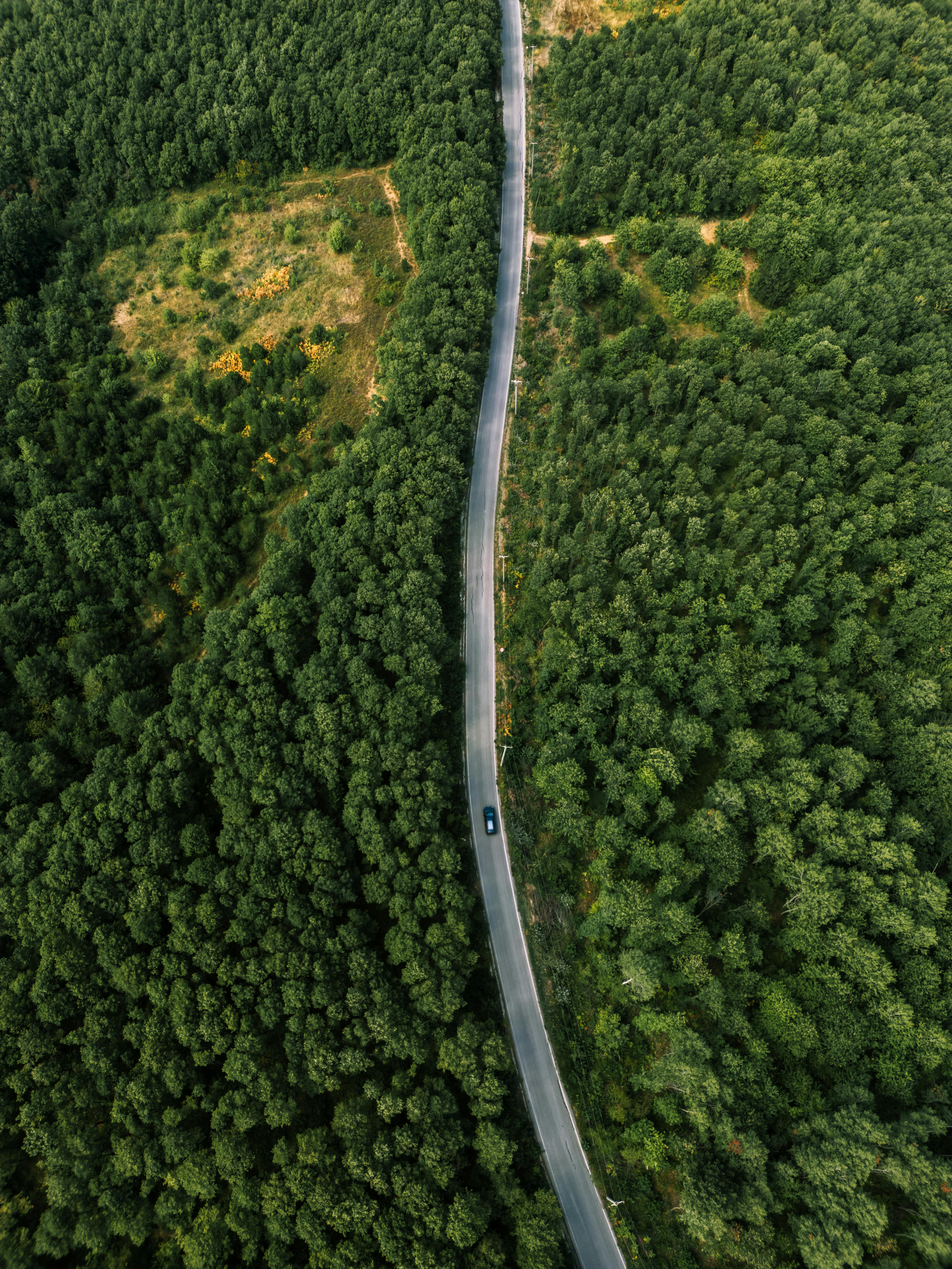Close-up of a tree stump showing growth rings and a textured brown wood surface.