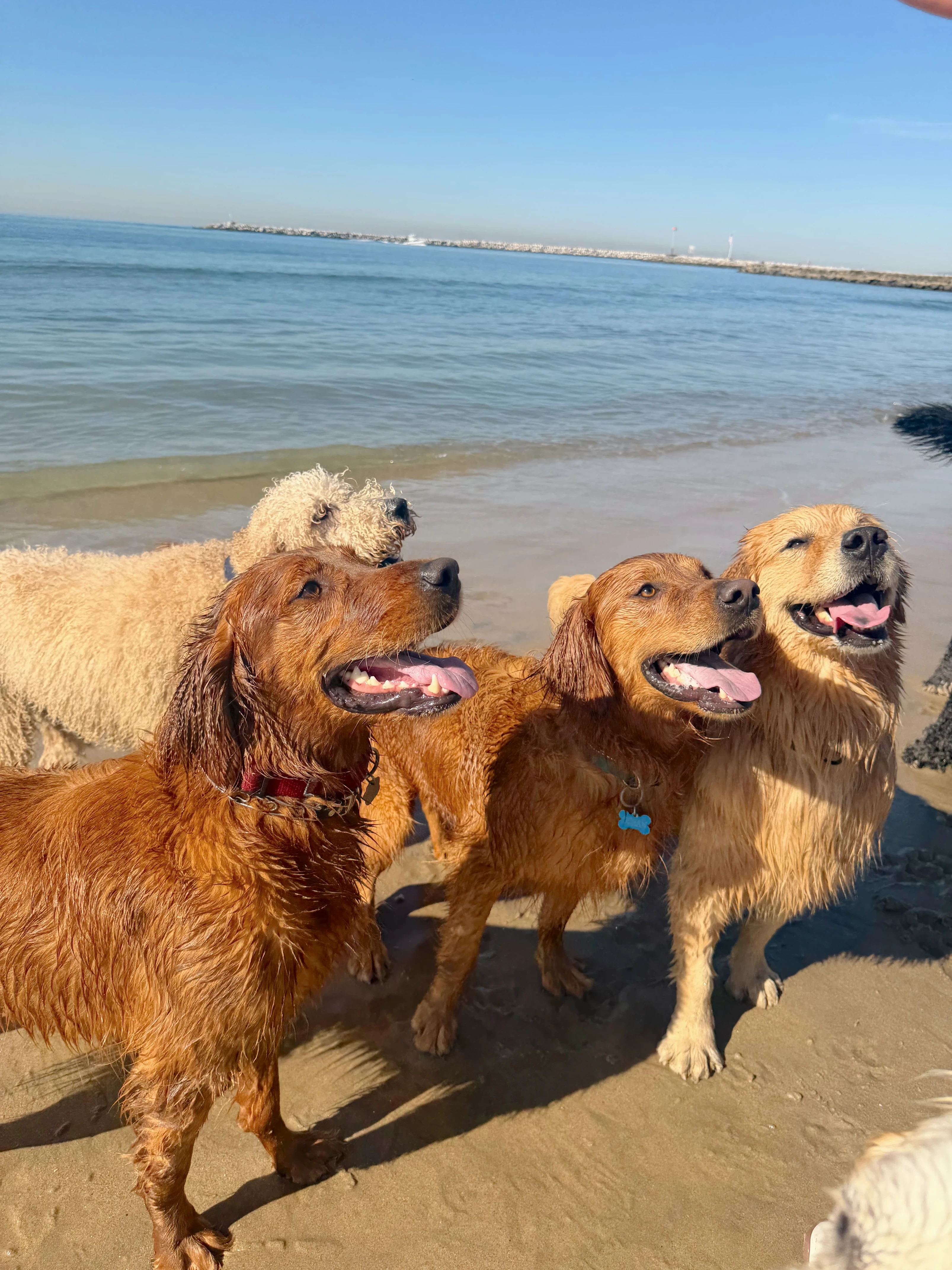 Wet golden retrievers grinning at the water's edge