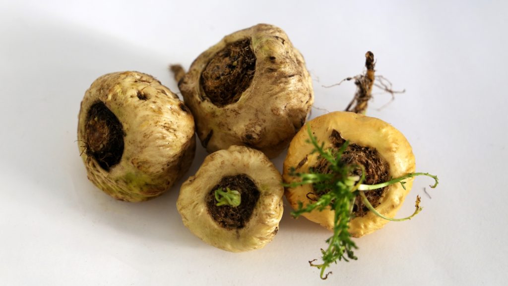 Maca Peruana
