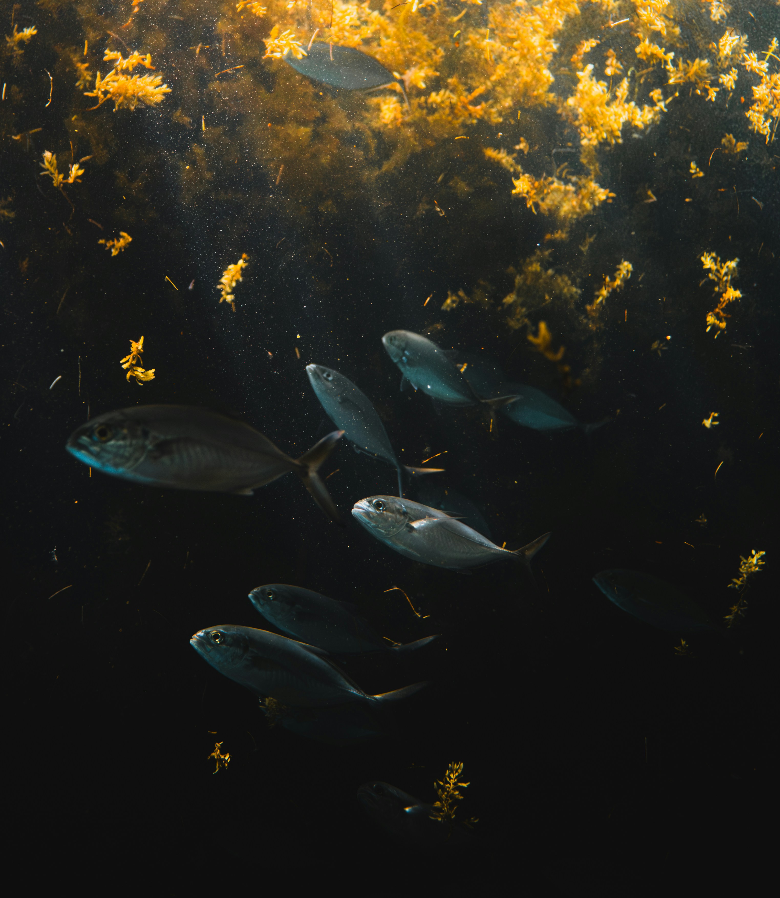 A school of fish swims through underwater kelp.