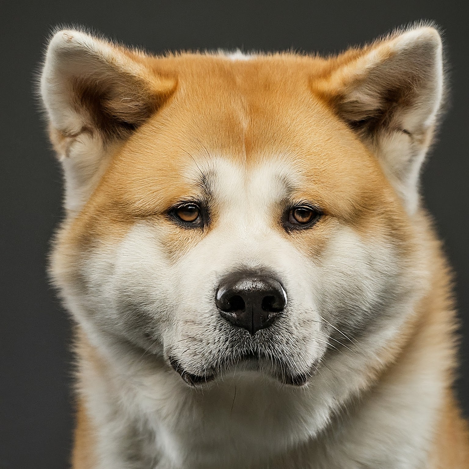 BUDDYUNO, Akita