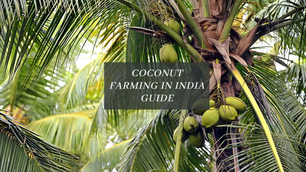 Coconut Farming in india Profit per acre, Yield & Income